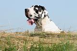 DOGUE ALLEMAND 098